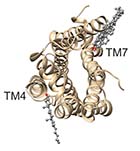 (C) Docking to the β2-adrenergic receptor 